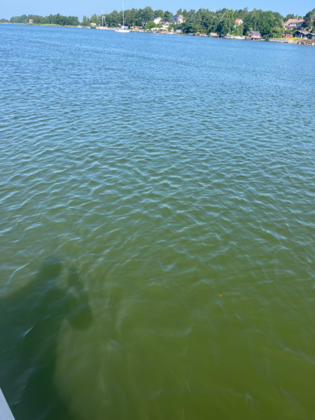 Tiedosto:Rauman edusta-Valtakunnallinen sinileväseuranta (Syväraumanlahti)-ObsIMG-202507161036-1752651481957.png