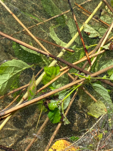 Tiedosto:Ruotsalaisen lähialue (14.141)-Huhtisaari-ObsALG-202207191000-62d676ea902b9.png