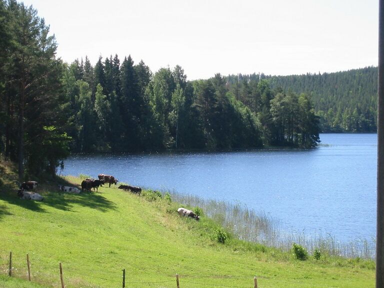 Halisenrannan rantaniitty.jpg