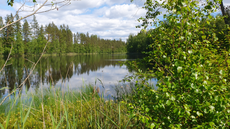 Iso-Pökki (14.211.1.011)-Länsiranta-ObsIMG-202506201525-1750436999140.png