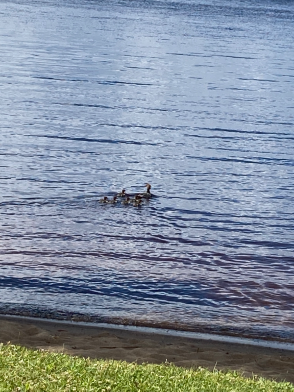 Lappajärvi (47.031.1.001)-Valtakunnallinen sinileväseuranta (Lakaniemi)-ObsIMG-202207051445-62c424679cea2.png