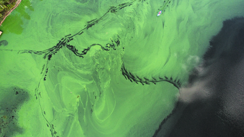 Tiedosto:Puokiojärvi (59.275.1.001)-Havaintopaikka 1-ObsALG-202308201158-64e1d68e77bab.png