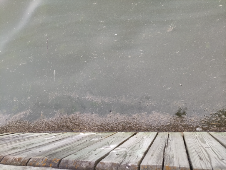 Pyhäjärvi (34.031.1.001)-Kunnan ranta-ObsIMG-202106231447-60d3204d36a70.png