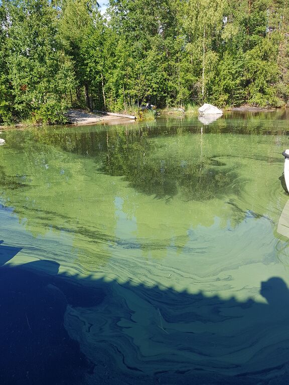 Saimaa (04.112.1.001)-Kyläniemi kalasatama -ObsALG-201807041700-34.jpg