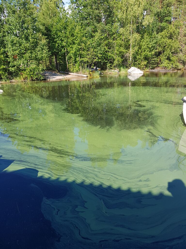 Saimaa (04.112.1.001)-Kyläniemi kalasatama -ObsALG-201807041700-34.jpg