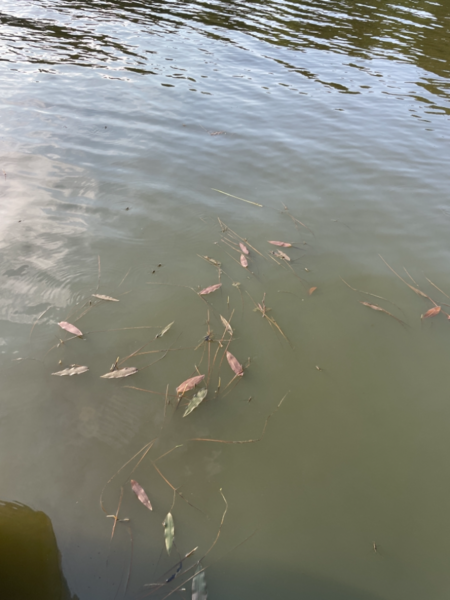 Tiedosto:Kallavesi (yhd.)-Vaajasalo, eteläranta-ObsALG-202106211907-60d0ba9708968.png