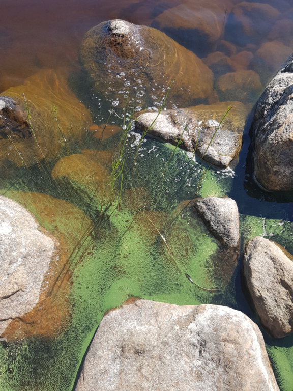 Kivijärvi (14.443.1.001)-Pertunlahti-ObsIMG-202107021049-60dec61571d52.png