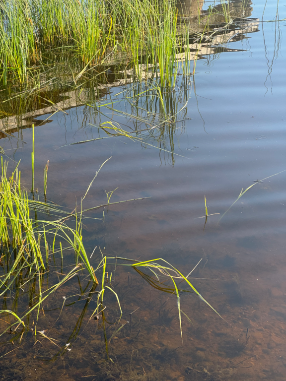 Toiviaisjärvi (04.552.1.013)-Valtakunnallinen sinileväseuranta (Kaarteenperä)-ObsIMG-202507211922-1753115115537.png