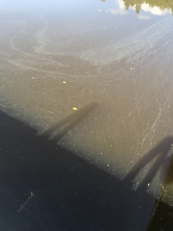 Hunttijärvi (19.003.1.014)-Saaren ranta-ObsIMG-202207031040-62c14863a5321.png