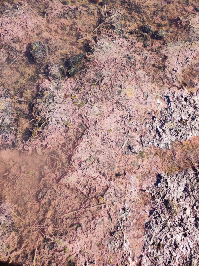 Kotkan edustan sisäsaaristo-Tiuholma-ObsIMG-202507161724-6877b65a9a9ea.png