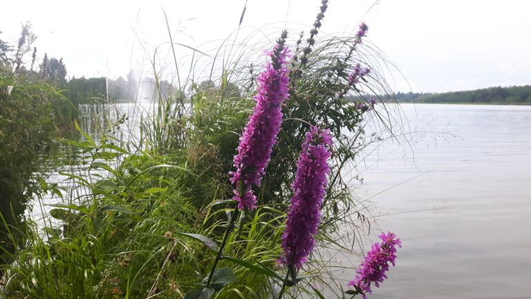 Tuusulanjärvi (21.082.1.001)-Järvenpään rantapuisto-ObsIMG-201708191208-61.jpg