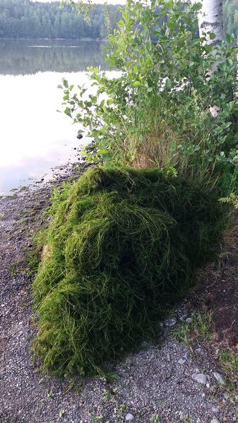 Tiedosto:20170724 215353.jpg