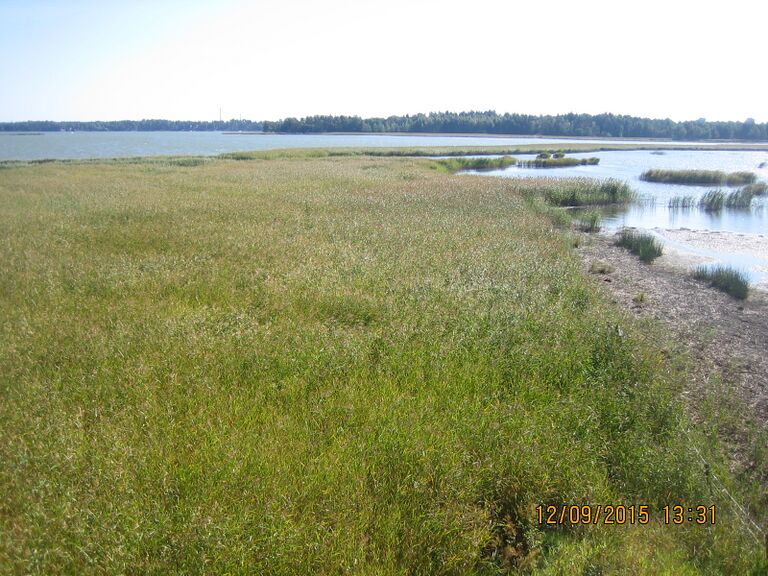 Elfvikin lintutornista suoraan.JPG