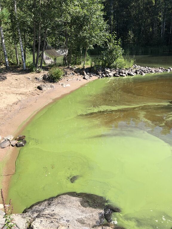 Saimaa (04.112.1.001)-Tarhaniemi-ObsIMG-202008081055-90.jpeg