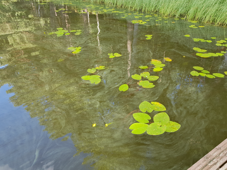 Syvä-Kumpunen (04.611.1.018)-Ranta-ObsIMG-202208091045-62f210fb23338.png