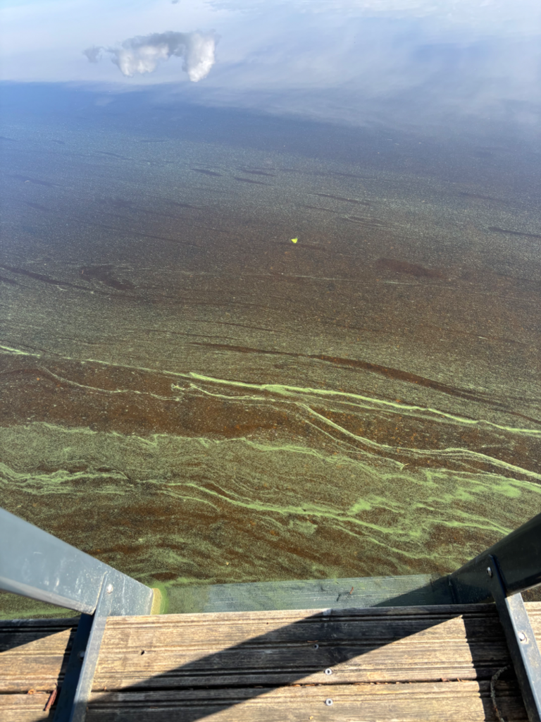 Juolasvesi - Sarkavesi (14.913.1.001)-Havaintopaikka 2-ObsALG-202506281015-68603375c9ab4.png