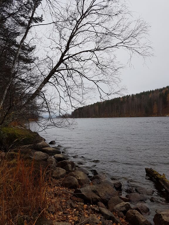 Päijänne (yhd.)-Haapasaaren luonnonsuojelualue-ObsIMG-201910251058-15.jpg