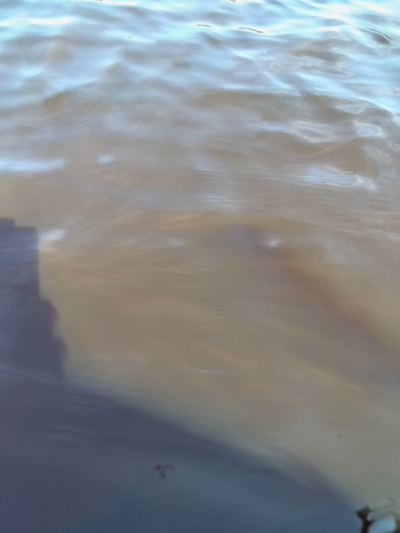 Evijärvi (47.021.1.001)-Valtakunnallinen sinileväseuranta (Sillankorvan leirintäalue)-ObsALG-202106291138-60dadc649d80a.png