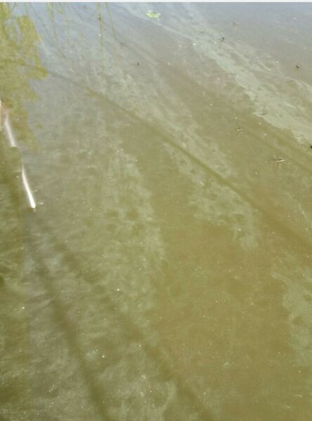 Tiedosto:Evijarvi sinileva2.jpg