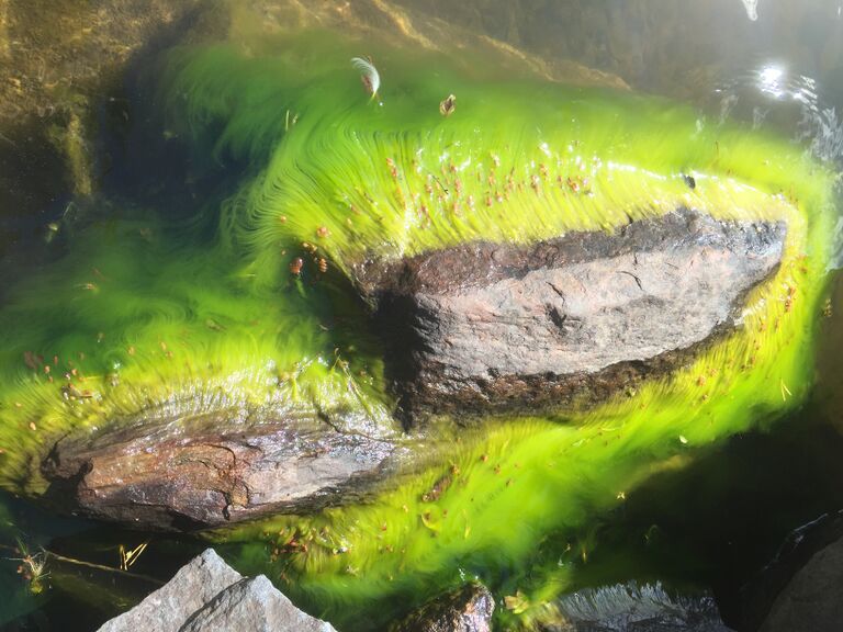 Mallasvesi (35.711.1.001)-Mäntysaaret-ObsIMG-201906221439-77.jpeg