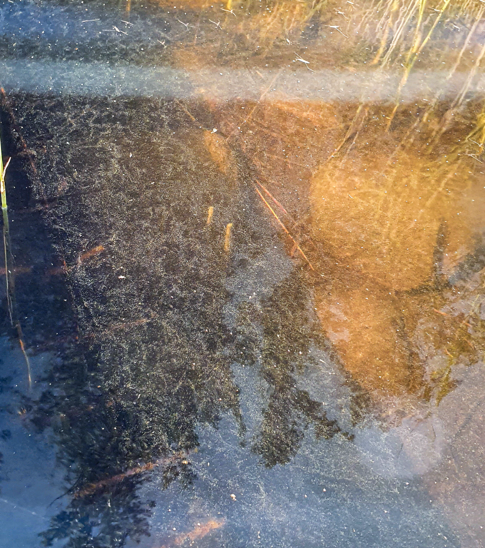 Pihlajavesi (Saimaa) (04.121.1.001)-Hintsala-ObsALG-202107131743-60eda7ae8beea.png