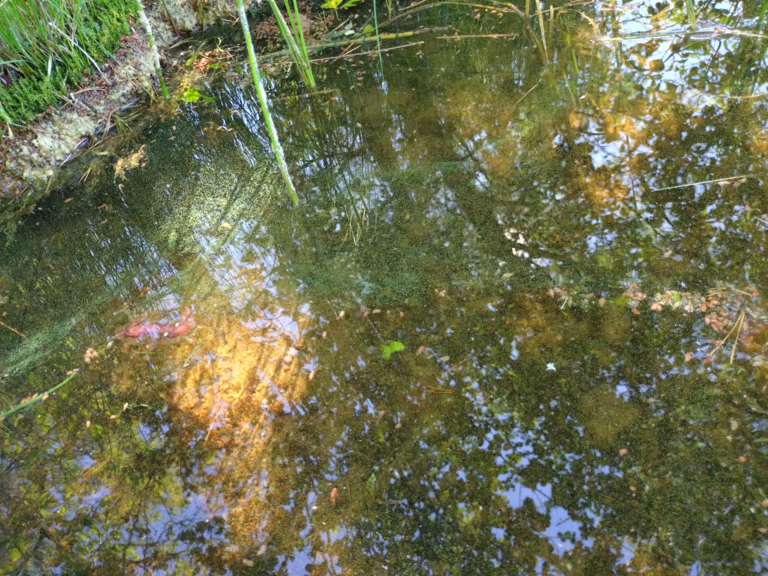 Pyhäjärvi (14.681.1.001)-Suottarlahti-ObsIMG-202507011230-6863cda96e117.png