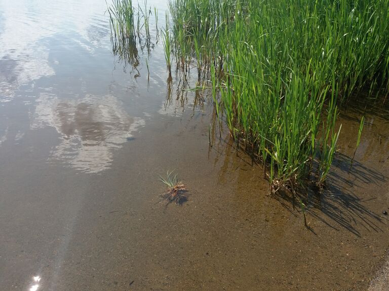 Ukonvesi (Saimaa) (04.151.1.001)-Launialan uimaranta-ObsALG-201907181330-5.jpg