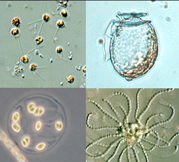Kasviplankton3.jpg