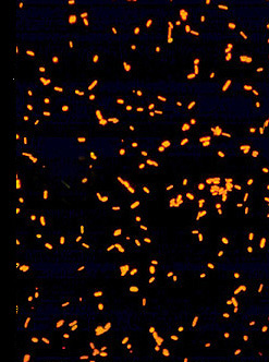 Bakteeriplankton.jpg