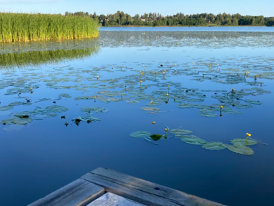 Tuusulanjärvi (21.082.1.001)-Rotarien sinileväseuranta (Kotuntien laituri)-ObsIMG-202307240646-64bdf4288b6d9.png