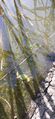 Kirkkojärvi (35.713.1.022)-Valtakunnallinen sinileväseuranta-ObsALG-202006230855-93.jpg