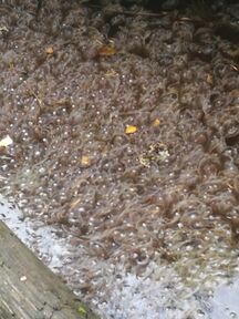 Satoja meduusoja kuolleena rannassa.Marholm saari.