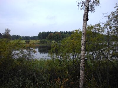 Sahajärvi (81.057.1.033)-Sahajärven ranta-ObsIMG-201708311251-58.jpg