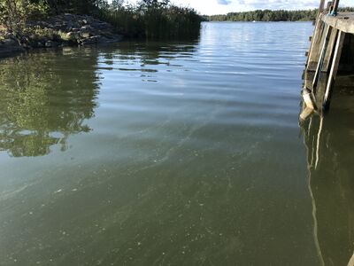 Mannervesi-Valtakunnallinen sinileväseuranta (Iso Marjakari)-ObsALG-201808150830-53.jpeg