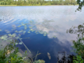 Evijärvi (47.021.1.001)-Valtakunnallinen sinileväseuranta (Sillankorvan leirintäalue)-ObsALG-202308011121-64ca050920152.png