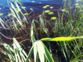 Kallavesi (yhd.)-Rotarien sinileväseuranta (Puutossalmi)-ObsALG-202106290823-60db509c0357e.png
