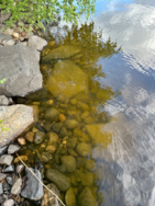 Ukonvesi (Saimaa) (04.151.1.001)/Koivukummunpolku