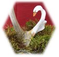 Driftwood animal, white swan.jpg