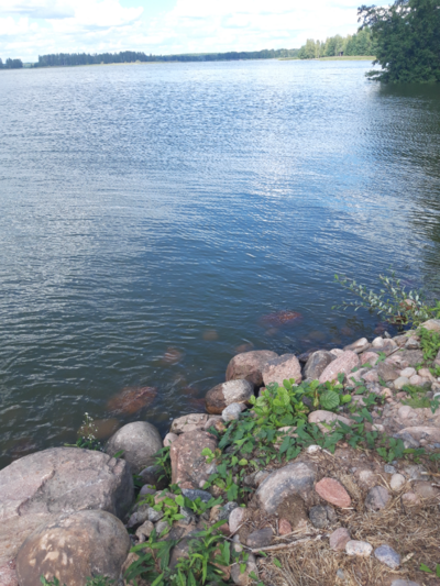 Köyliönjärvi (34.054.1.001)-Valtakunnallinen sinileväseuranta (Yttilän Otta)-ObsALG-202308091543-64d389d1f22f4.png