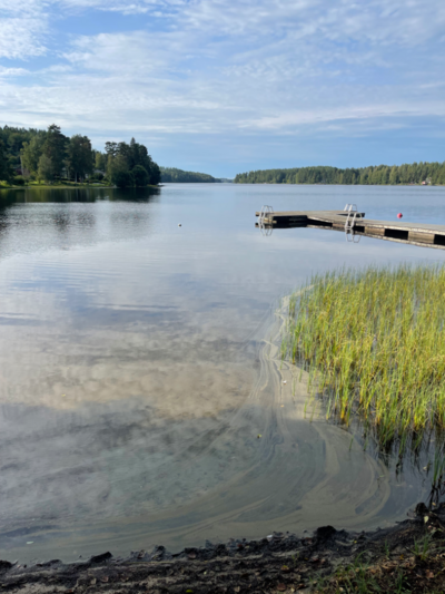 Pitkäjärvi (04.152.1.002)-Valtakunnallinen sinileväseuranta (Pitkäjärven uimaranta)-ObsIMG-202308300959-64eee8512b03e.png