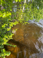 Ukonvesi (Saimaa) (04.151.1.001)/Koivukummunpolku