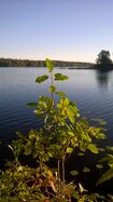 Höytämönjärvi (35.242.1.001)/Kirskaanniemi
