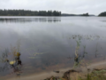 Evijärvi (47.021.1.001)-Valtakunnallinen sinileväseuranta (Sillankorvan leirintäalue)-ObsIMG-202308151127-64ddbd4d92feb.png