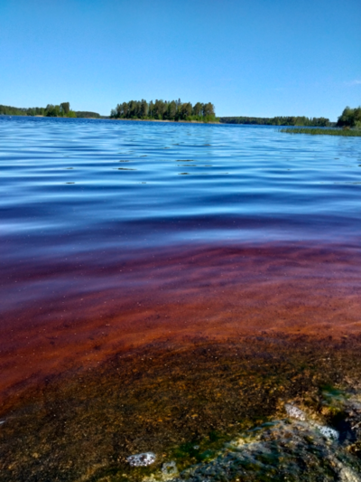Evijärvi (47.021.1.001)-Valtakunnallinen sinileväseuranta (Sillankorvan leirintäalue)-ObsALG-202106021034-60b73523af897.png