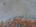 Lämsänjärvi (59.111.1.001)-Valtakunnallinen sinileväseuranta (Lämsänjärven uimaranta)-ObsALG-202109280811-6152a4877002b.png
