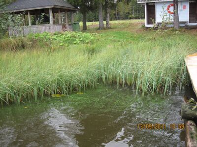 Levää Toiviaisjärvellä 13.9.2011.jpg