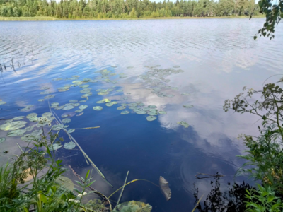 Evijärvi (47.021.1.001)-Valtakunnallinen sinileväseuranta (Sillankorvan leirintäalue)-ObsIMG-202308011121-64ca052491a5f.png