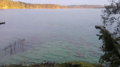 Hormajärvi (23.025.1.001)-Valtakunnallinen sinileväseuranta (Humppilanniemi)-ObsIMG-201609230900-76.jpg